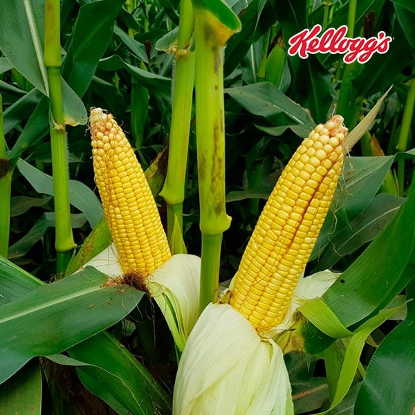 producción de maíz producción de maíz