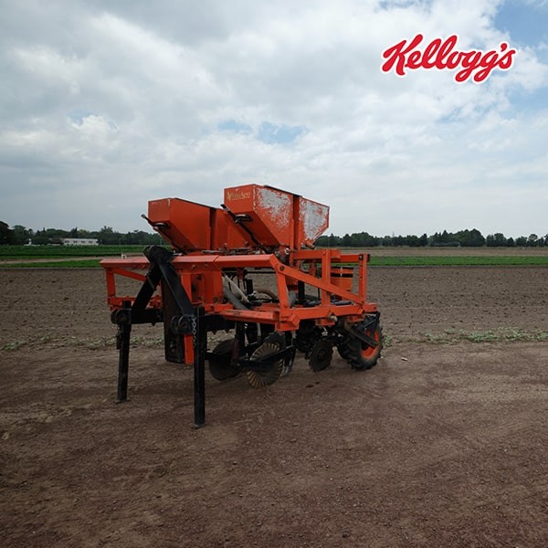 siembra de maíz siembra de maíz