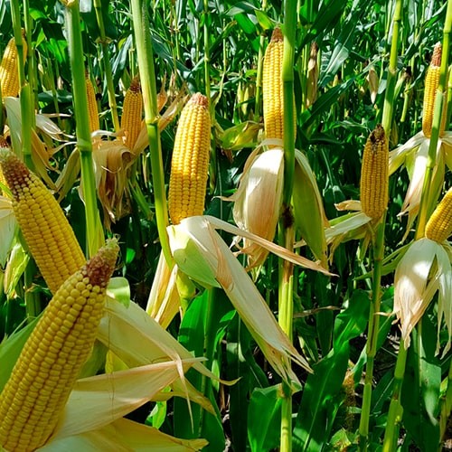 Kellogg® unido al foro virtual de sustentabilidad LATAM 2020