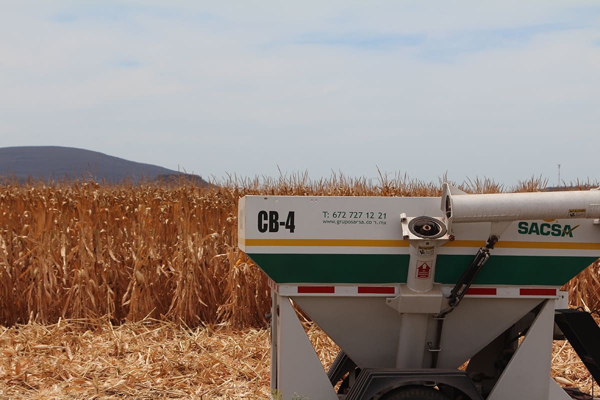 Desarrollo del campo mexicano Desarrollo del campo mexicano