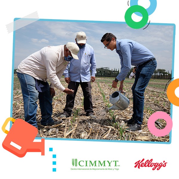 CIMMYT