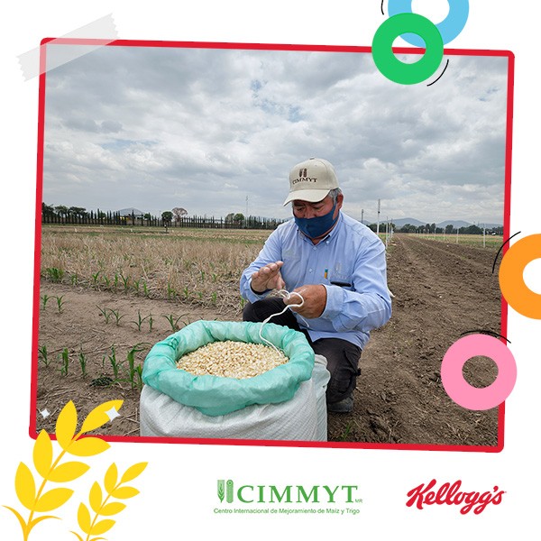 CIMMYT