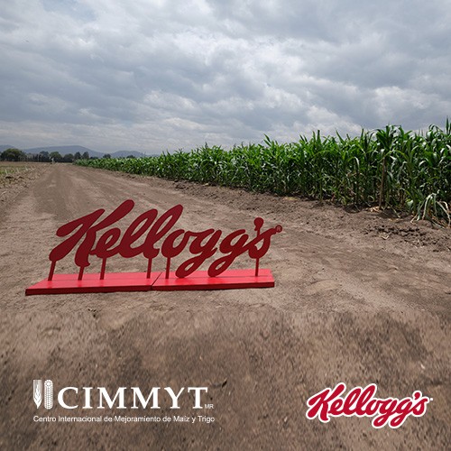 Kellogg y CIMMYT impulsan el desarrollo de capacidades en productores para mejorar la producción de maíz amarillo