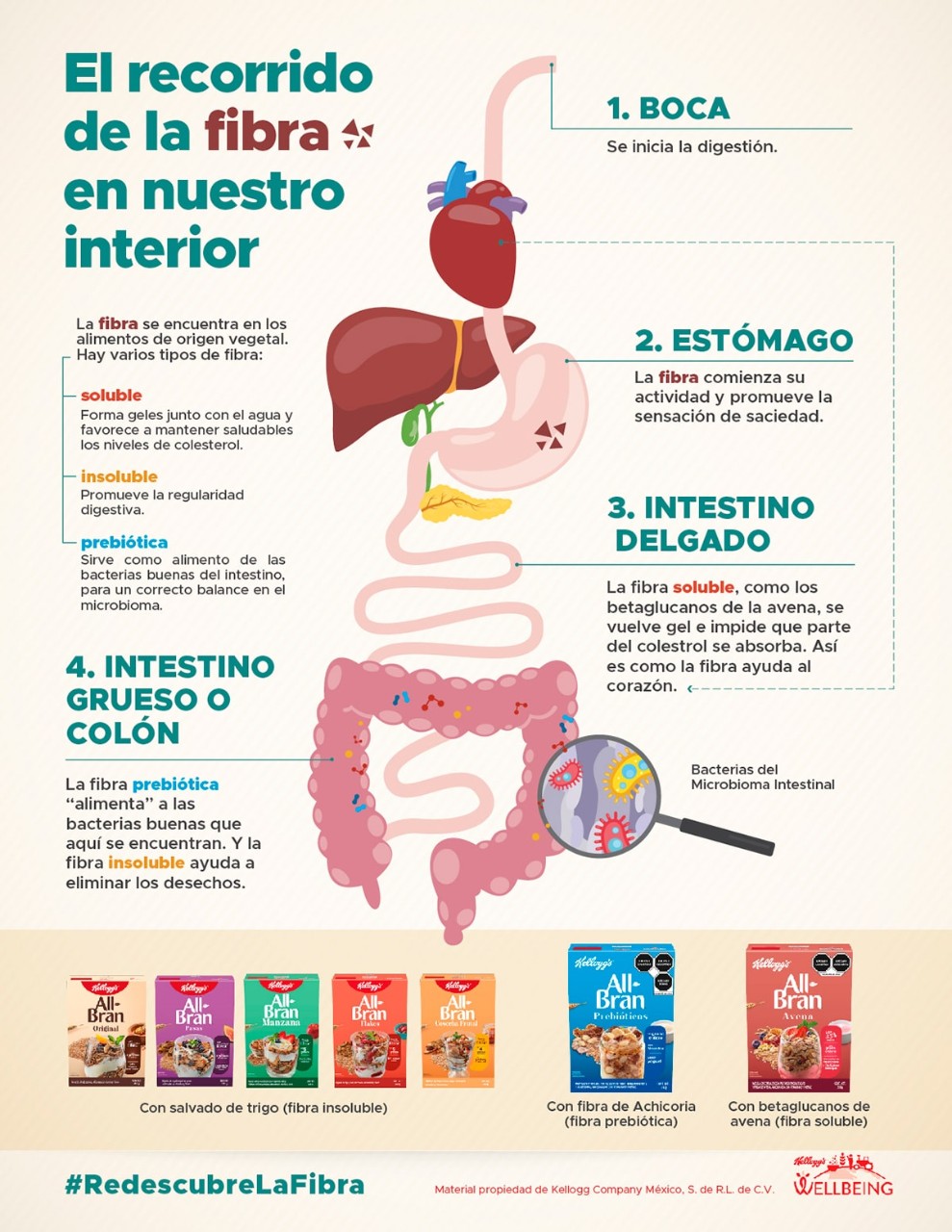 El recorrido de la fibra en nuestro interior