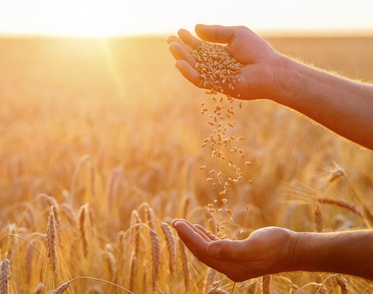 El poder de los granos. Orígenes y beneficios | Kellogg's®