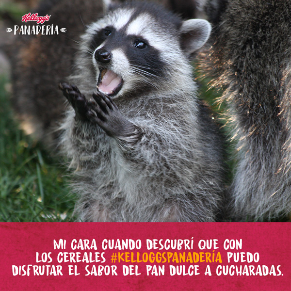 Meme pan a cucharadas