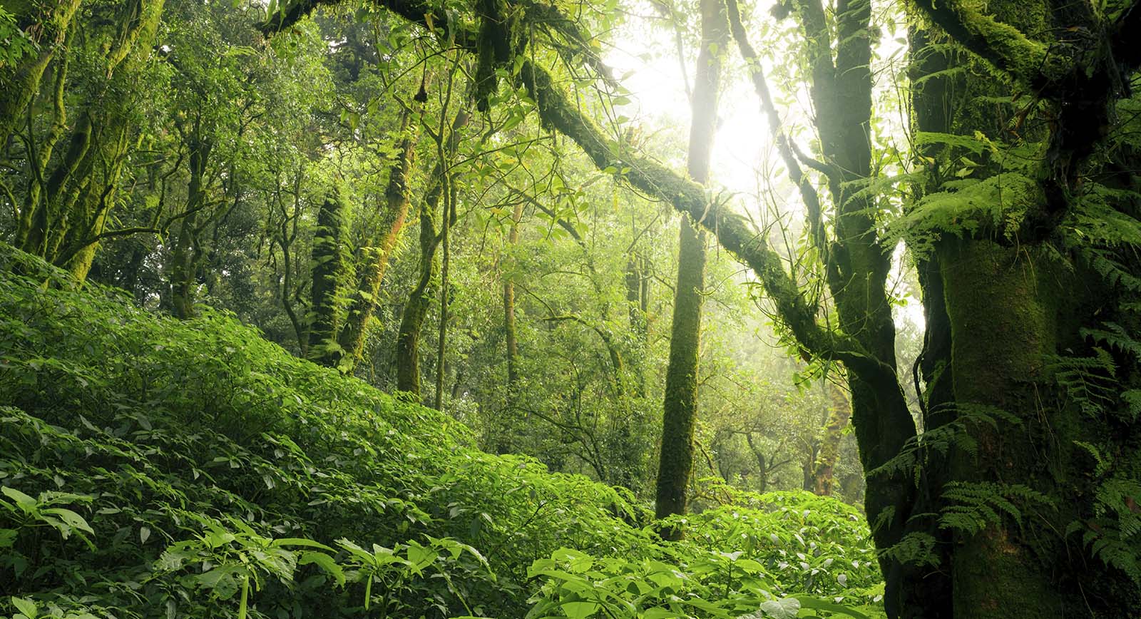Deforestación